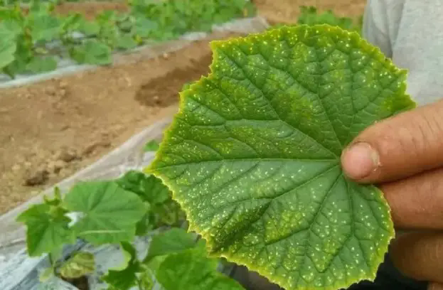 蔬菜種植時頻繁出現幹邊現象什麼原因及預防解決辦法