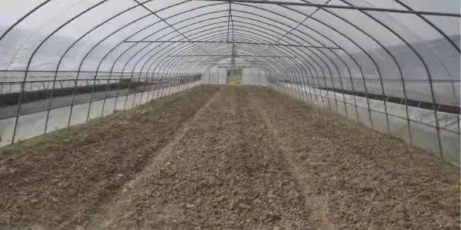 大棚種植最新高溫悶棚方法技術規範標準