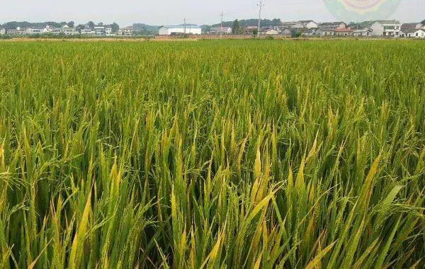 水稻黃葉枯萎是什麼原因及防治技術指南