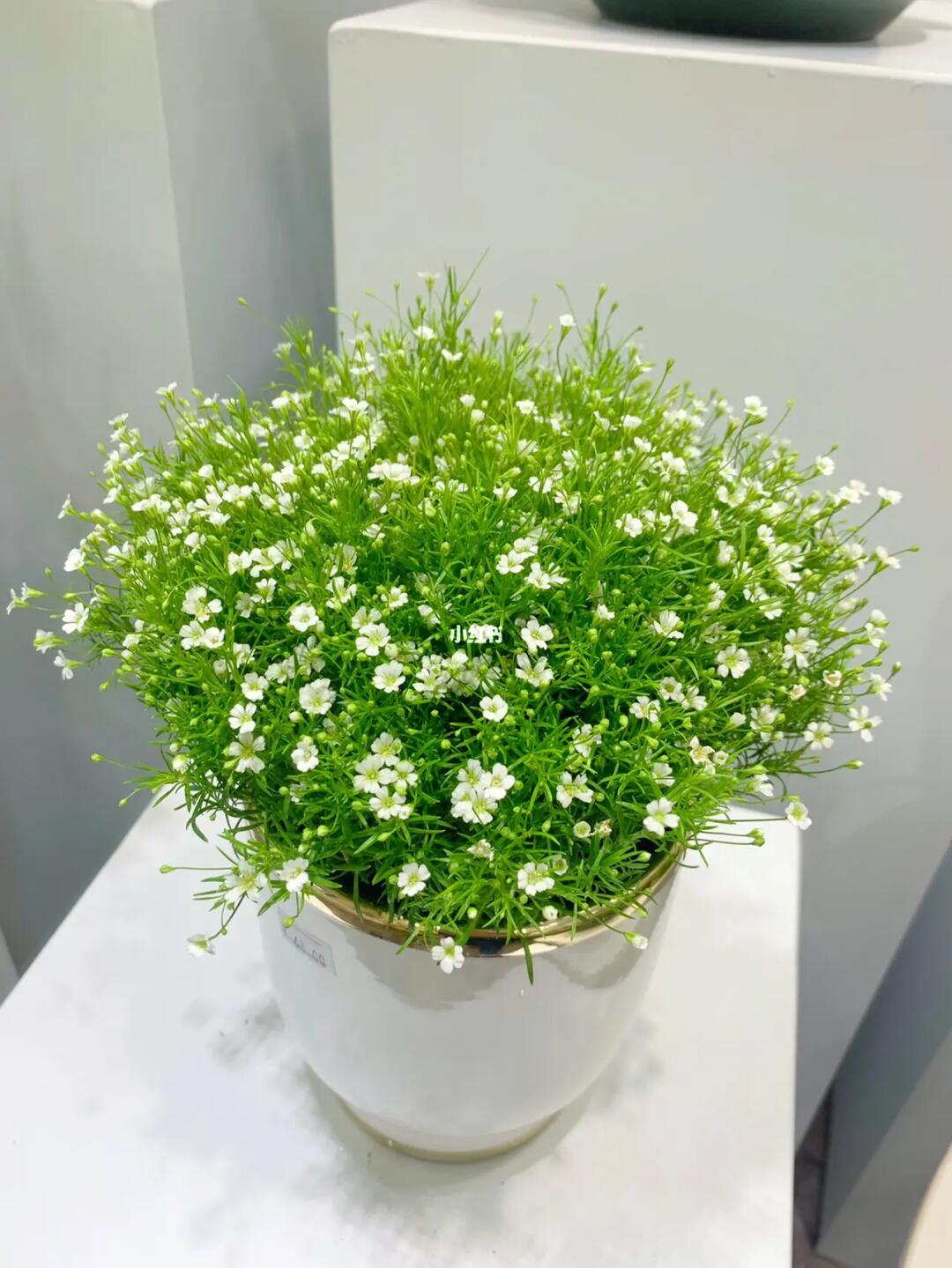 什麼花可以扡插?怎麼才能養的更好