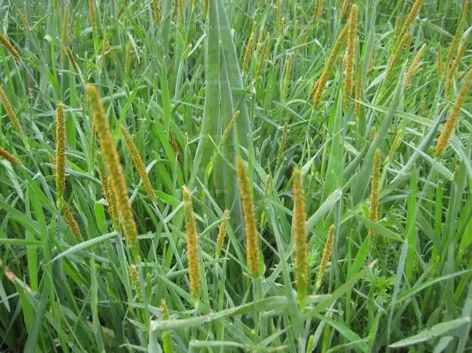 <b>水稻田雜草看麥娘用什麼除草劑效果好</b>