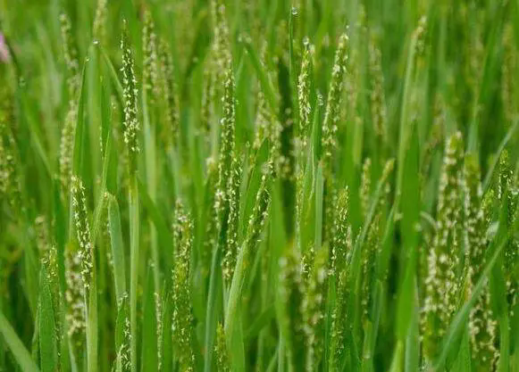 水稻田雜草看麥娘用什麼除草劑效果好
