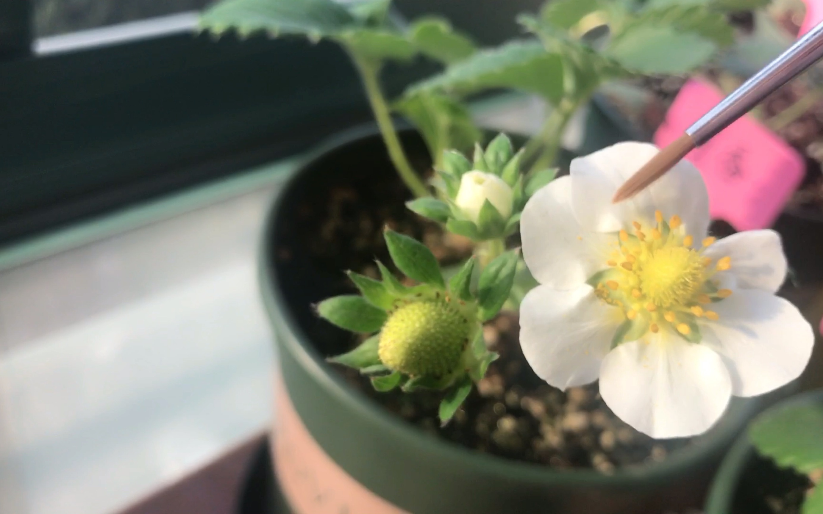 草莓授粉全過程介紹及草莓授粉方法大全