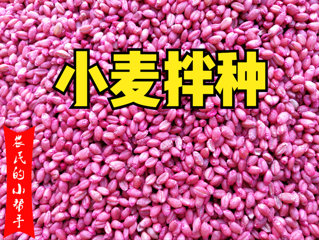 <b>怎麼用磷酸二氫鉀和小麥拌種及技術注意事項</b>