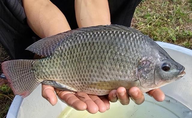 羅非魚養殖技術與管理方法介紹