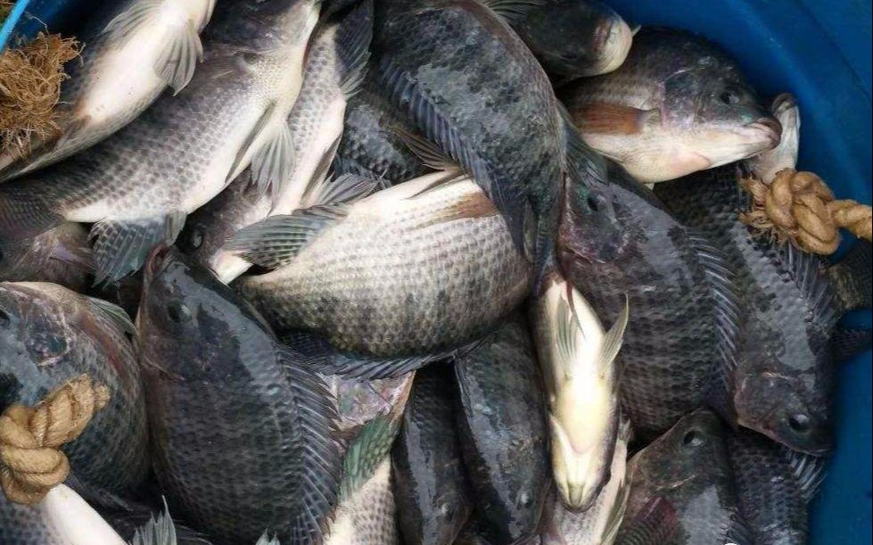 羅非魚養殖技術與管理方法介紹