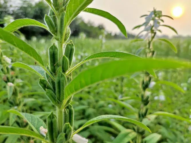 <b>芝麻種植需要什麼條件及芝麻種植技術方法介紹</b>