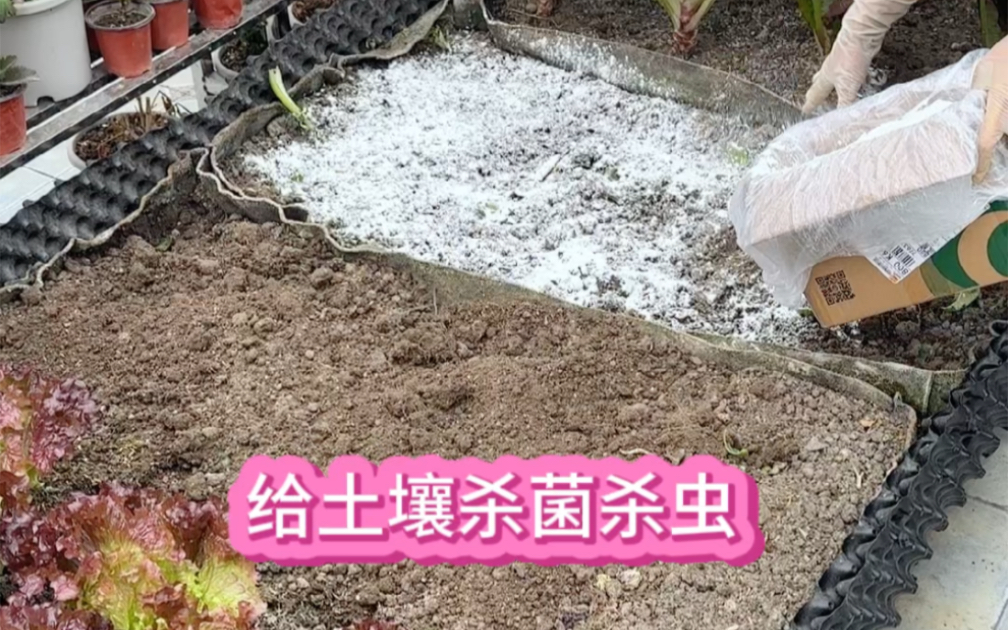 土壤殺蟲用生石灰還是熟石灰及石灰殺蟲正確的方法步驟是什麼