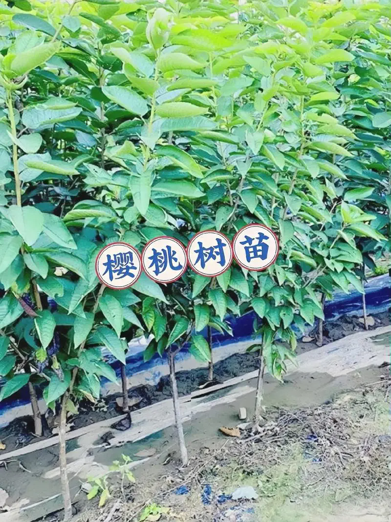 櫻桃樹苗什麼時候種植成活率高及日常養護方法技巧
