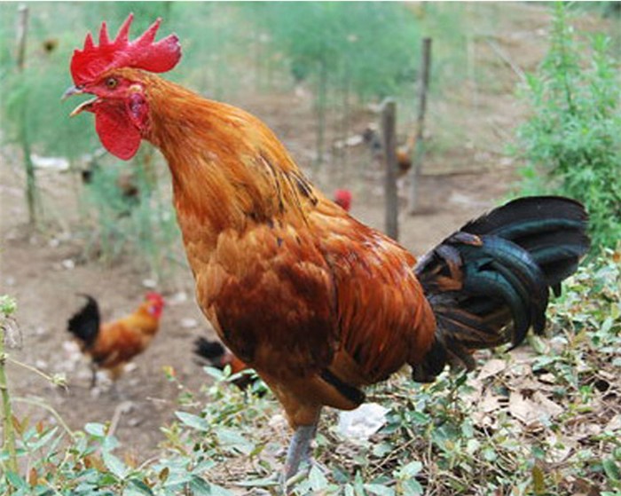 <b>肉公雞養殖高產飼養技術與日常管理方案</b>