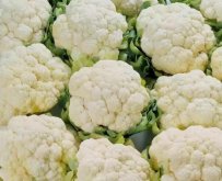 <b>菜花怎麼篩蟲子？</b>