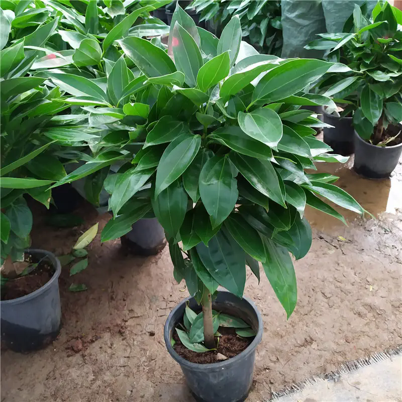<strong>平安樹綠植盆栽的寓意和象征是什麼</strong>