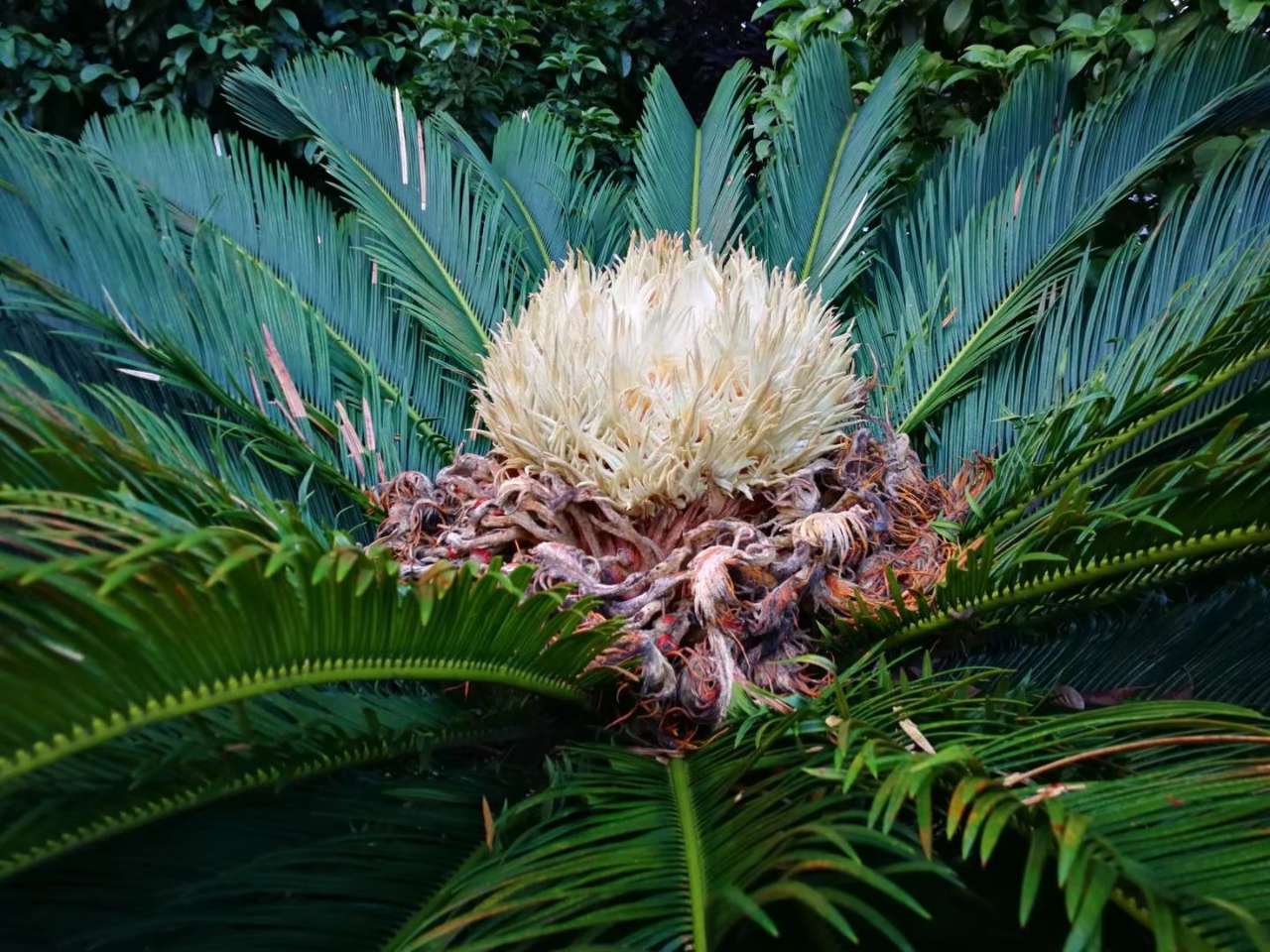 鐵樹養殖技巧為什麼很久才開花