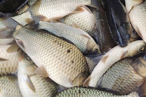 湘雲鯽魚和普通鯽魚的區別及養殖技術方法介紹