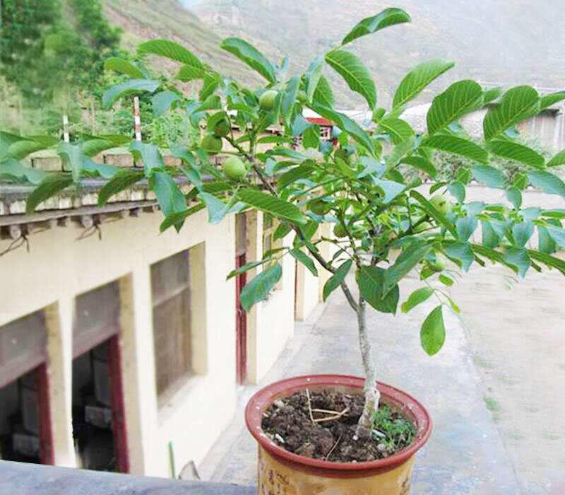 手把手教你核桃樹苗培育技術及栽種方法