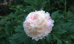 <b>芍藥花常見病蟲害及種植方法</b>