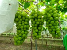 <b>青提品種及種植注意事項</b>