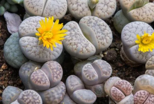 生石花是生物還是植物?一文帶你解開謎團!
