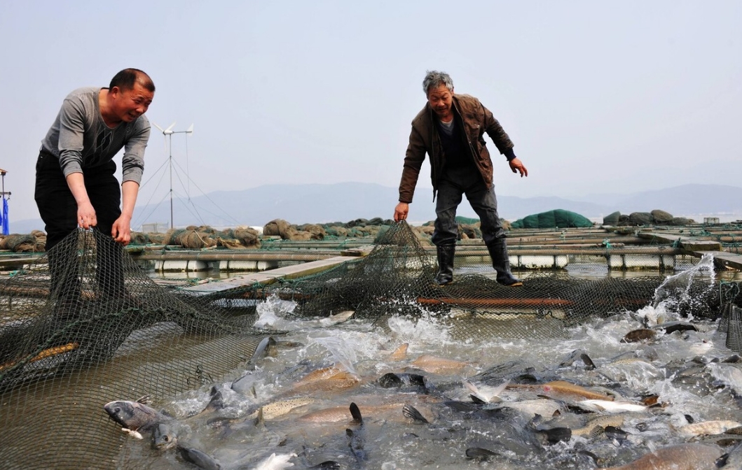 加州鱸魚主要病害及其防控措施，養魚人的必備寶典
