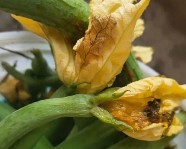 <b>絲瓜爛花柱病因探秘，對症急救防治方法</b>