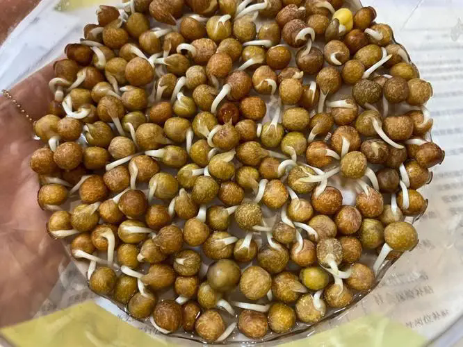 <strong>豌豆驚人發現！豌豆發芽後變身超級食物營養價值飆升！</strong>