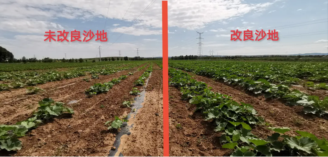 堿性土壤革命揭秘:三大妙招,讓堿性土煥發新生機