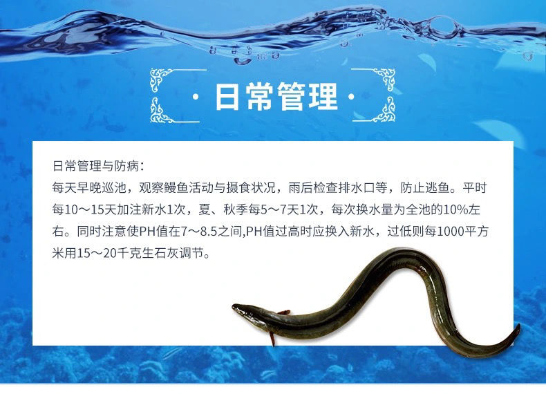 鰻魚養殖技術與管理:從新手到高手的必修課!