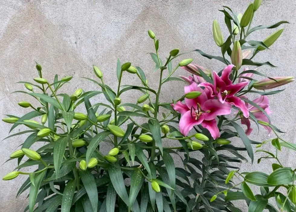<b>百合花杆上的小球，見證生命的循環與再生！</b>