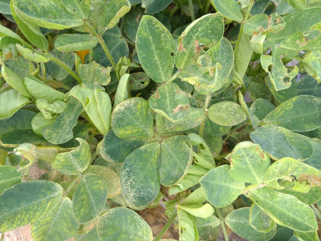 花生種植寶典:葉片失綠發黃發白原因和解決方法