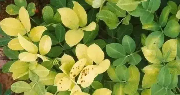 花生種植寶典:葉片失綠發黃發白原因和解決方法