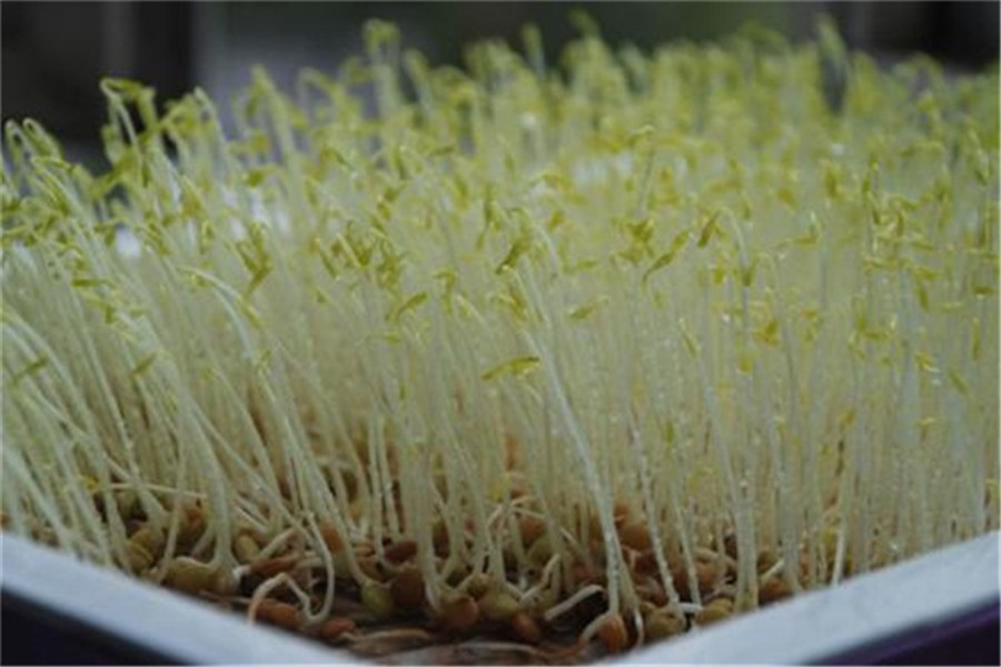 豆芽成長日記:從種子到餐桌家庭自製豆芽的完整指南記錄!