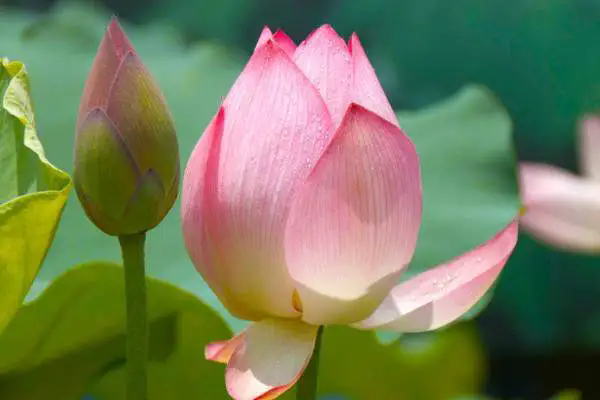 <b>荷花與蓮花：一場美麗的誤會，還是同根同源？</b>