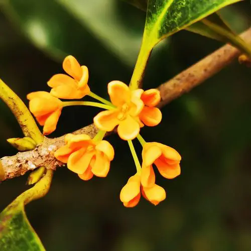 桂花與茉莉花香品鑒,誰的香氣更勝一籌?