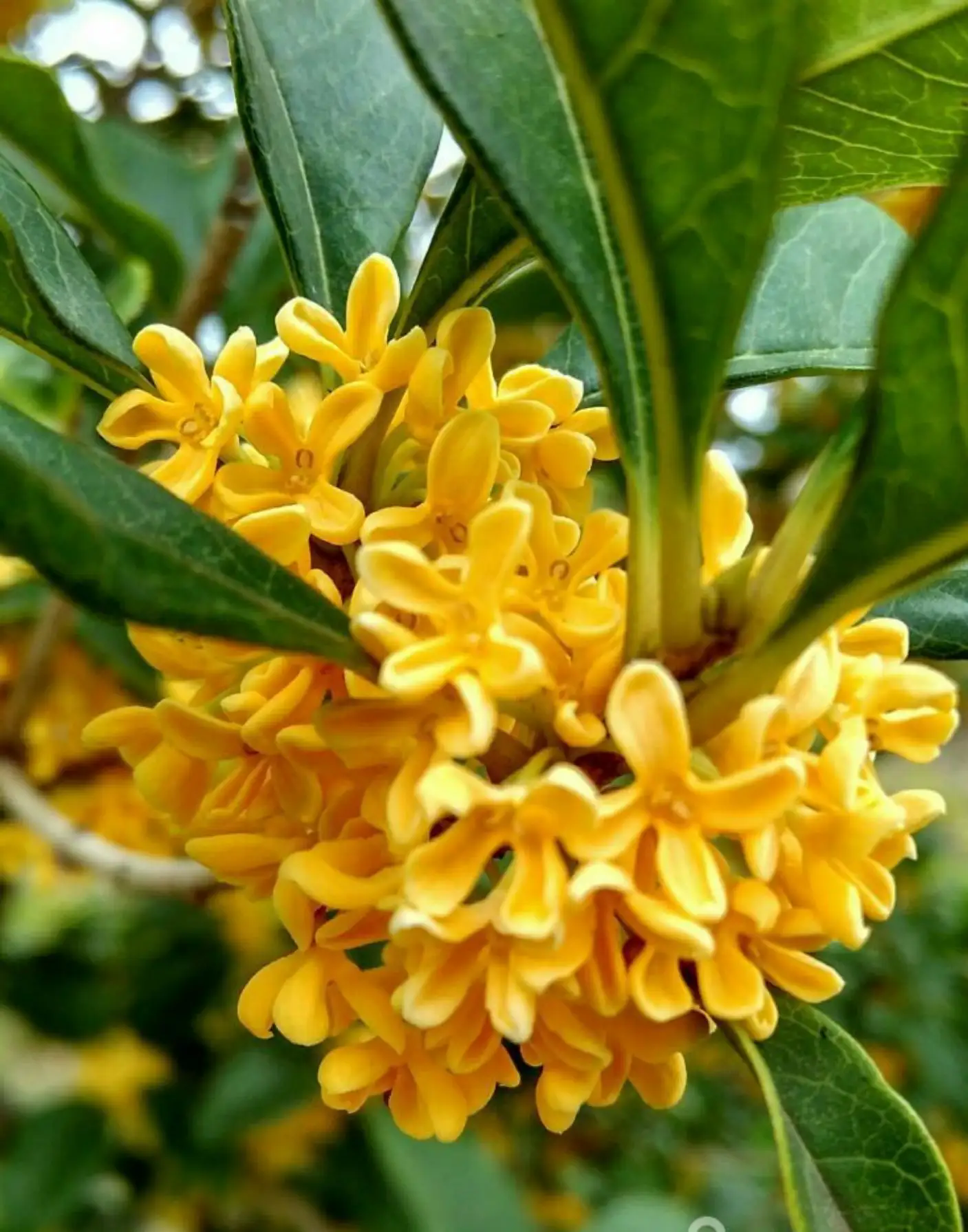 桂花與茉莉花香品鑒,誰的香氣更勝一籌?