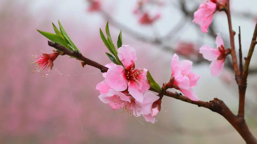 <b>三月桃花春光，何時何地遇見最美的桃花盛開美景</b>