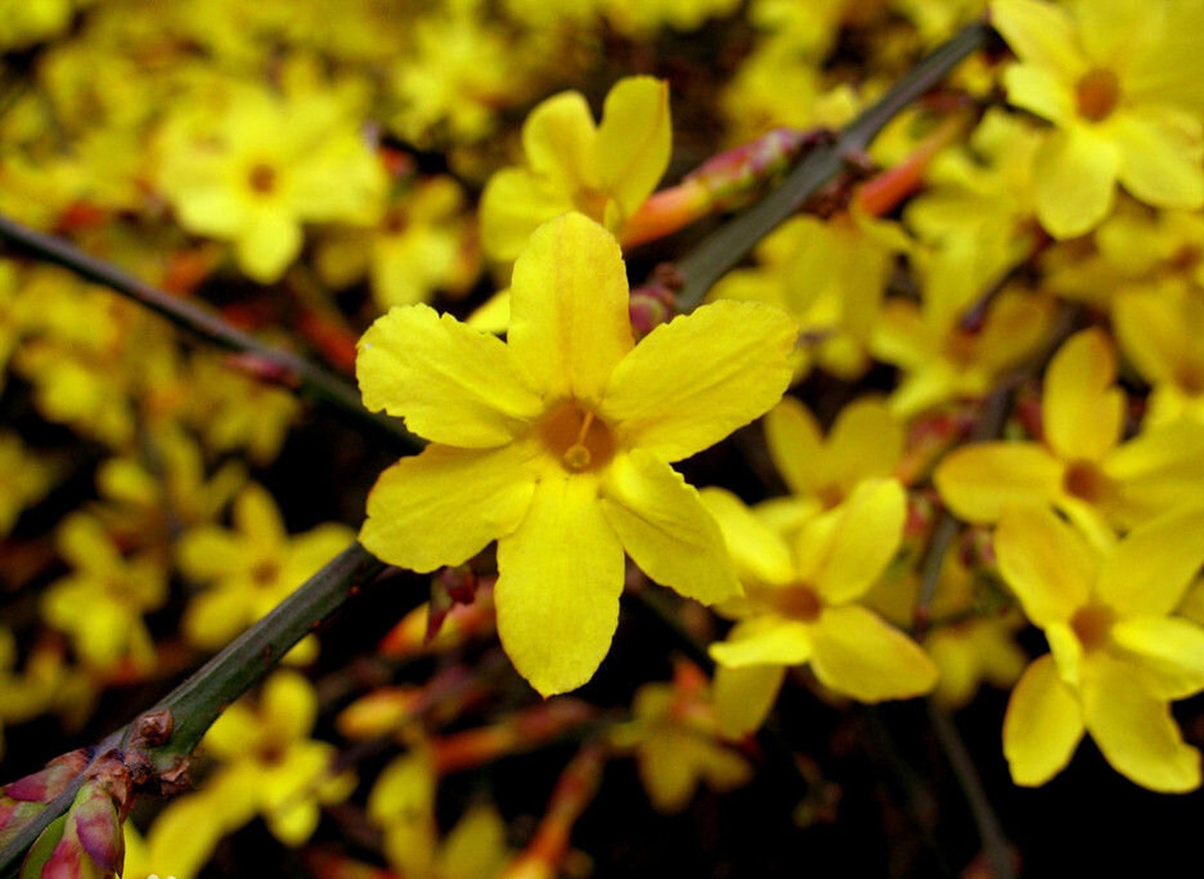 <b>春日迎春花色彩探秘，那一抹溫柔的黃，是春天的使者</b>