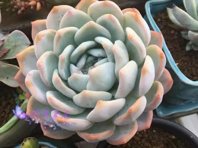 多肉圈芙蓉雪蓮,真的是多肉界的“貴族”嗎?