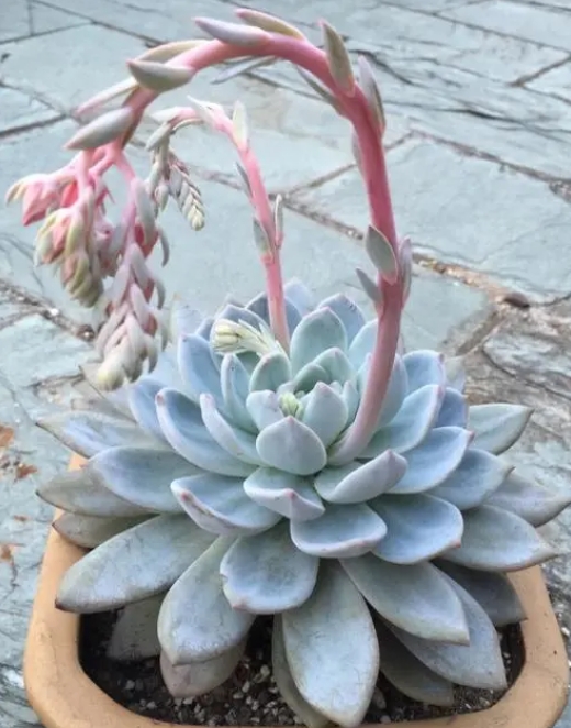 多肉圈芙蓉雪蓮,真的是多肉界的“貴族”嗎?