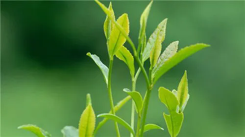 <b>陽台茶藝，一文掌握適合陽台種植的茶葉品種與管理技巧！</b>