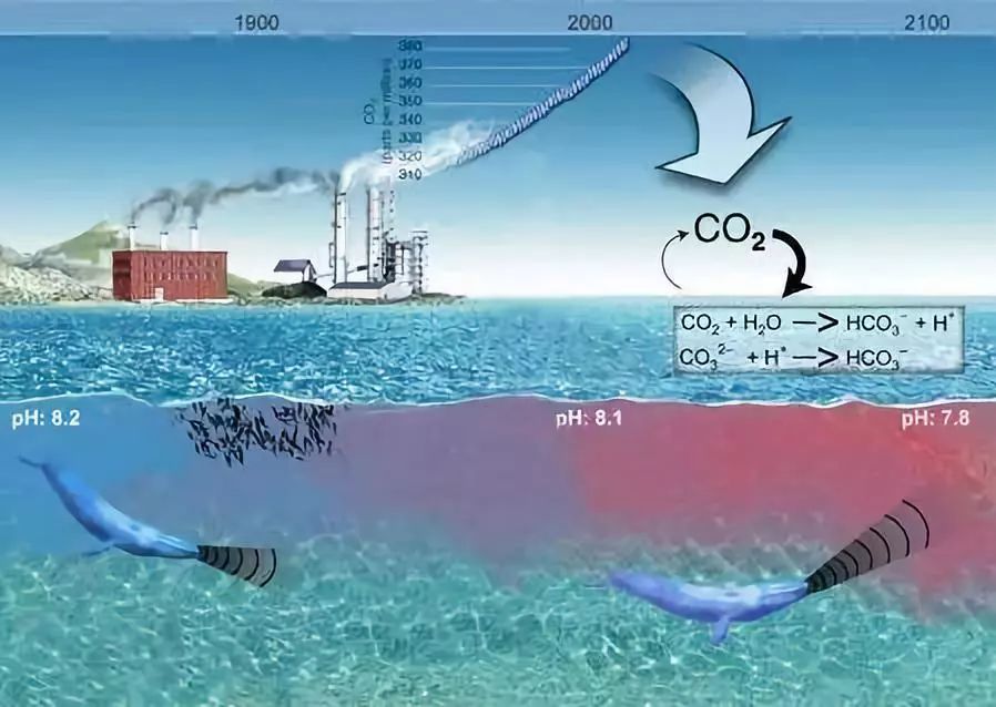 海水養殖：水質調控，構建健康海洋生態的必修課！