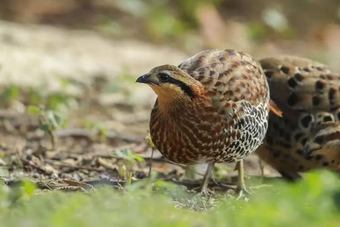 <b>竹雞：非雞亦非鳥，揭秘竹雞的獨特習性與生態養殖技巧</b>
