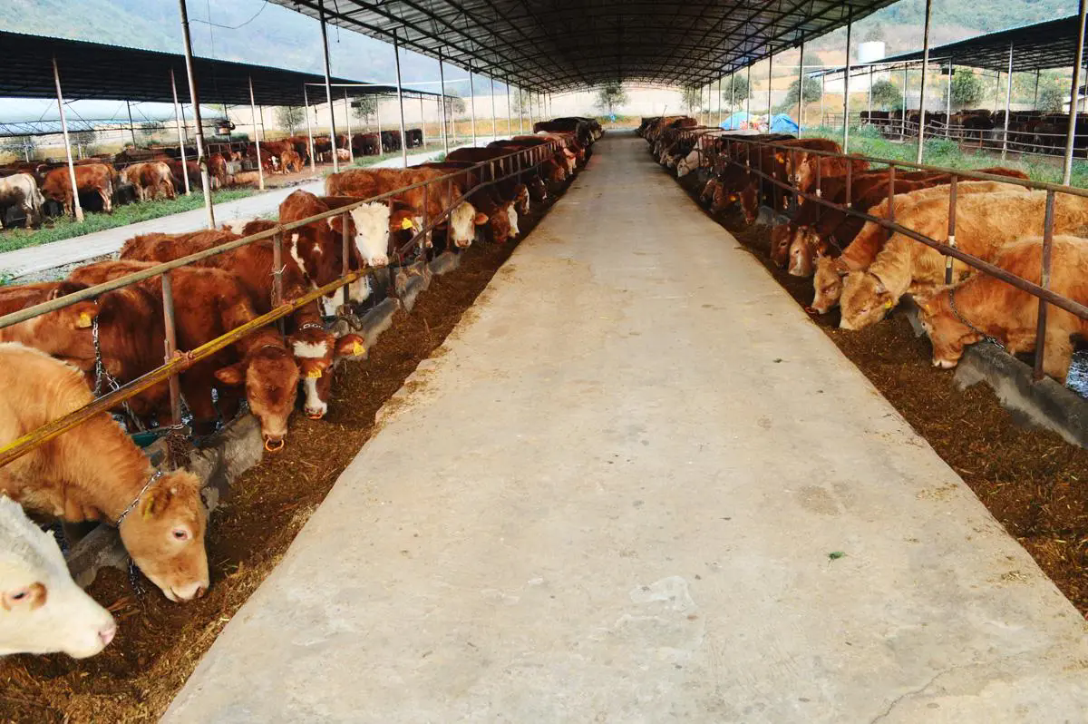 <b>肉牛養殖：構建理想牛棚，實現規模化與生態化並行</b>