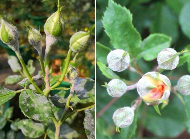 <b>月季花：病蟲害防禦戰，從預防到治療，守護每一朵綻放</b>