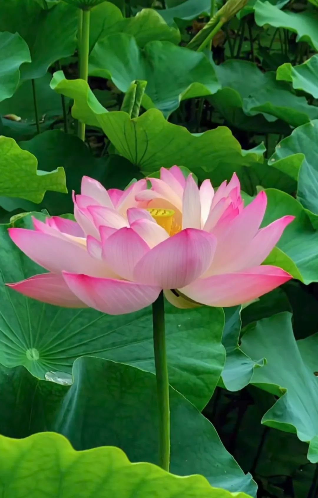 荷花花語深度解析:純潔高雅的象征,寓意深遠的人生啟示