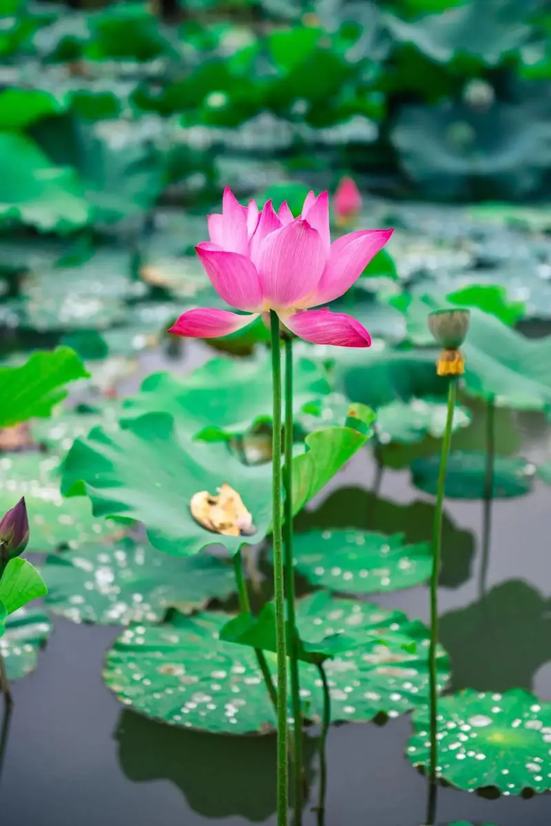 荷花花語深度解析:純潔高雅的象征,寓意深遠的人生啟示