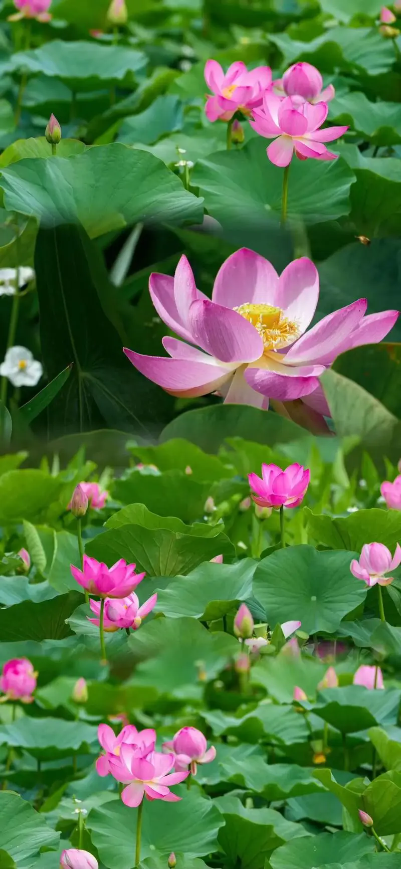 荷花花語深度解析:純潔高雅的象征,寓意深遠的人生啟示