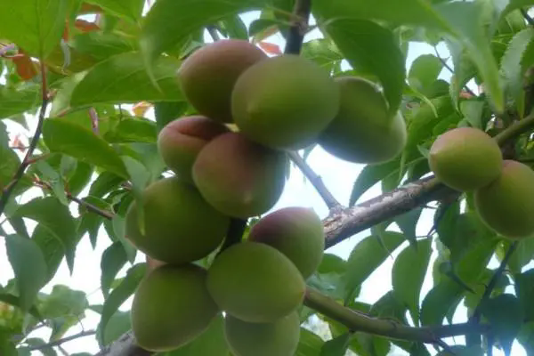 <strong>酸梅果：揭秘成熟采摘的最佳時機，品嚐那一抹酸爽！</strong>