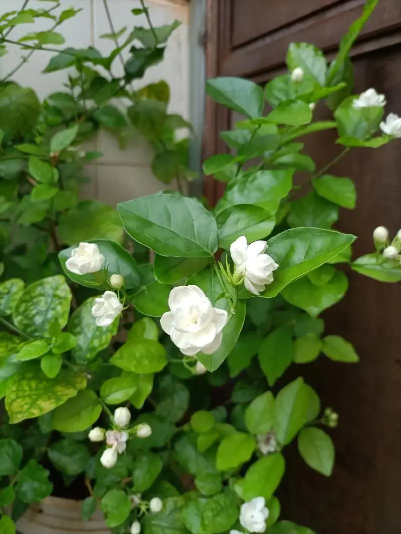 茉莉花花語揭秘：純潔之戀與高雅象征，你了解多少？