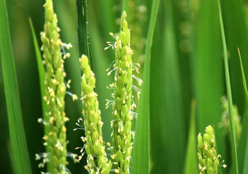 <b>水稻開花：掌握“天時地利”，成就豐收佳話！</b>