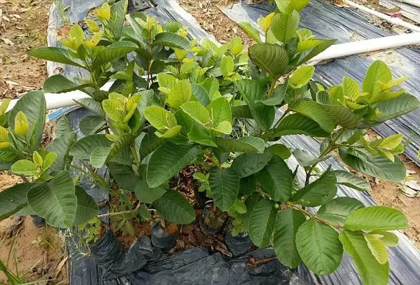 <b>芭樂苗種植秘訣：精準掌控各階段適宜溫度，助力高產優質果實誕生</b>